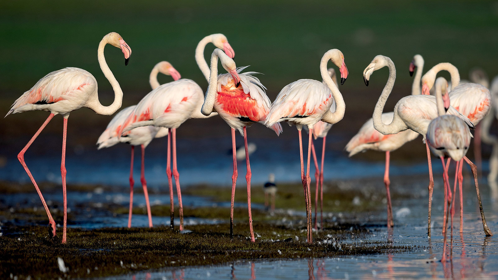 İçinde 200’den fazla su kuşunun yaşadığı bir tabiat cenneti olan Kuş cenneti, tepeli pelikanlar, pembe kanatlı flamingolar, gri ve siyah leylekler gibi onlarca az görülen kuşa ev sahipliği yapıyor. Bu kuşların dışında göç dönemlerinde 50.000’den fazla göçmen kuşa da ev sahipliği yapan yer İzmirliler tarafından yoğun ilgi görmekte.