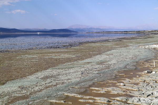 'Burdur Gölü yaralı, yardıma ihtiyacı var'