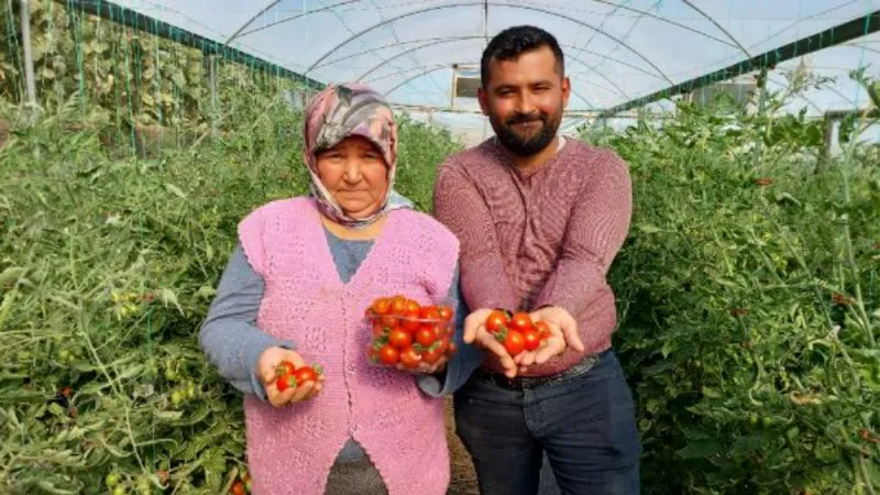 Silifke'de çeri domates, dalında 17 lira