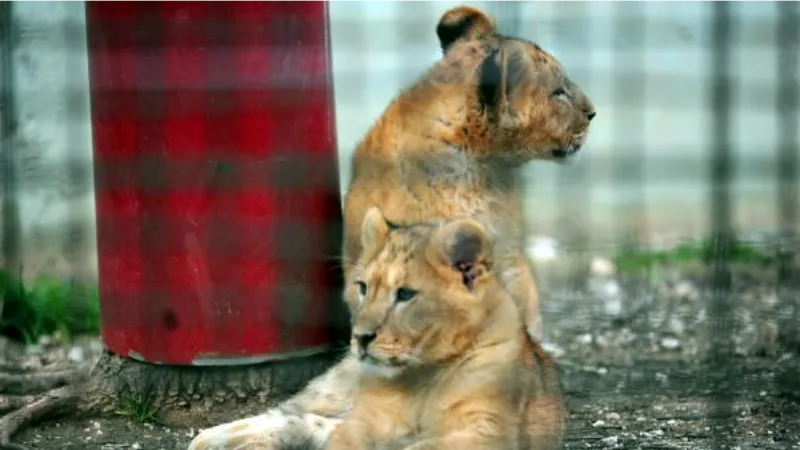 Bursa Hayvanat Bahçesi'ndeki 3,5 aylık 2 aslan toprakla tanıştı