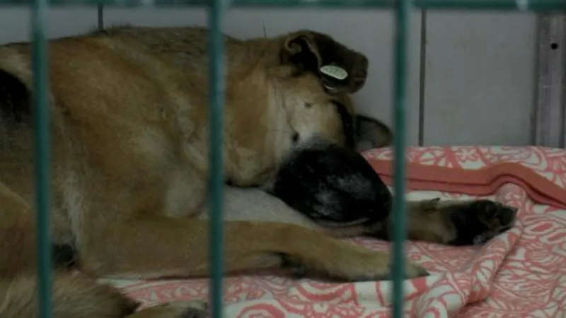 Sarıyer'de köpeği boğmaya çalışan saldırgan tekrar gözaltına alındı