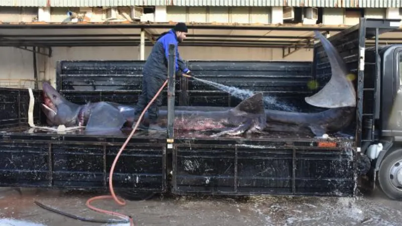 İzmir'de yakalanan köpek balığı eğitim amaçlı mumyalanıp, sergilenecek
