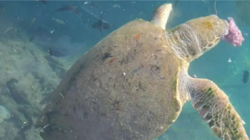 Yaralı caretta carettaya tedavi