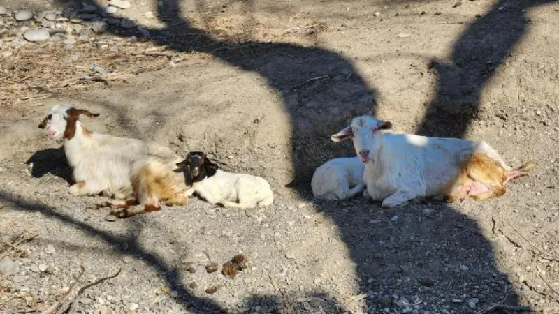 Hatay'da enkazdan çıkarılan hayvanlar Osmaniye’de tedaviye alındı