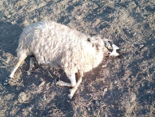 Merada kurtlar sürüye saldırdı; 28 koyun öldü