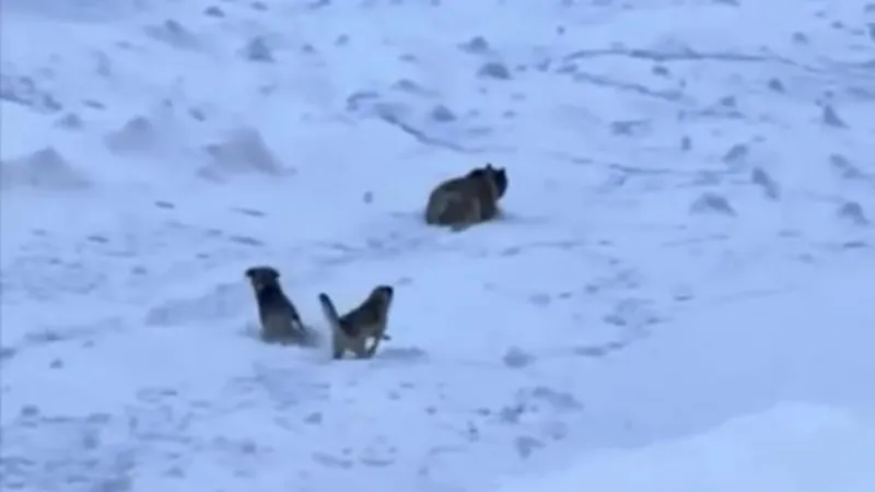 Karlı dağa tırmanan dağcıları, ayı saldırısından Kangal köpekleri kurtardı