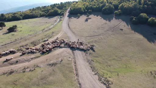 Çobanın drone ile imtihanı kamerada