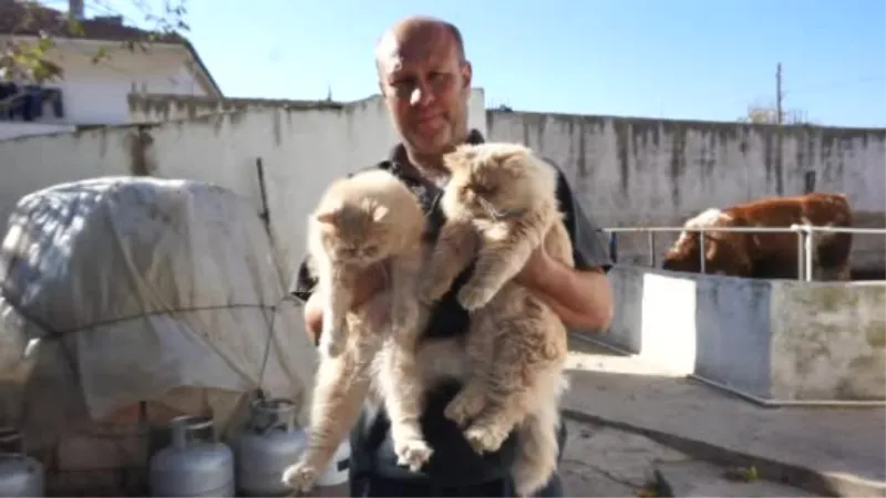 İran kedilerini dolaştırarak hayvan sevgisini aşılıyor