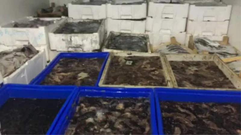 Çanakkale’de 1 ton deniz patlıcanı ele geçirildi
