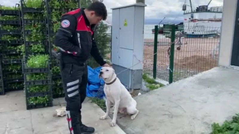 Yasaklı ırk köpeğe duygusal veda: "Hoşça kal patron"