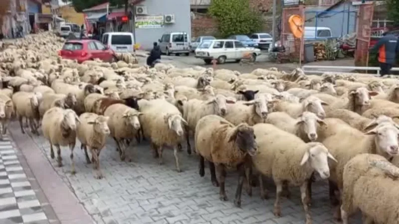 Kent merkezinden koyun sürüsü geçti, gülümseten görüntüler ortaya çıktı