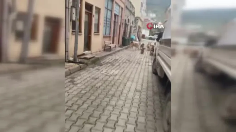 Sokak köpeklerinden kaçarken düşen kadın ölümden döndü
