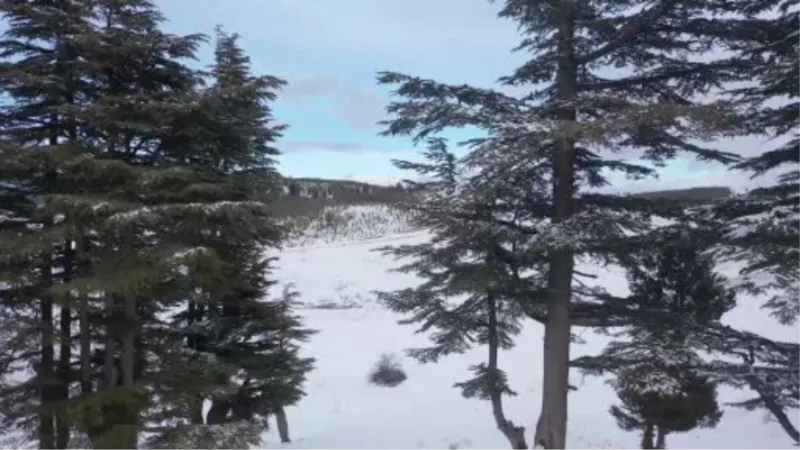 Yaylalar beyaza büründü... Kar ve buzlanma nedeniyle sürücüler zor anlar yaşadı