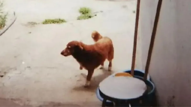 Bobi, gelmiş geçmiş en yaşlı köpek olarak Guinness Dünya Rekorunu kırdı