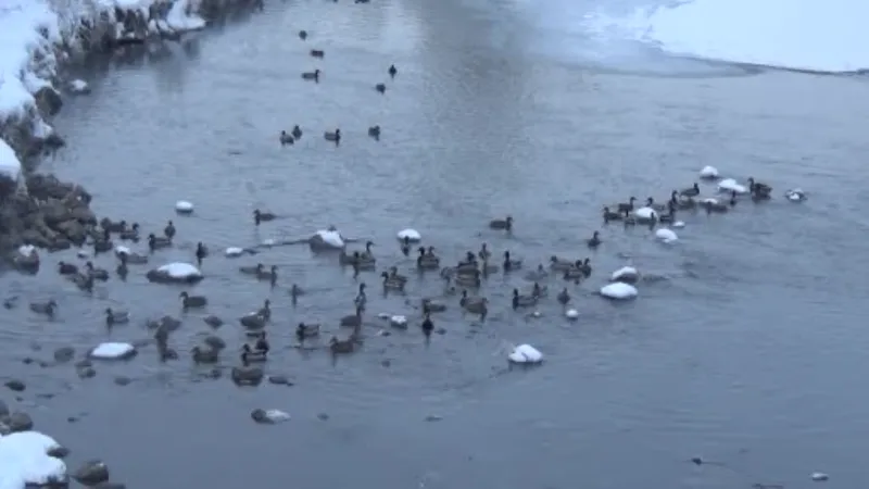 Kars’ta su samurunun ördeklerle sınavı kamerada