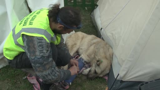 Gönüllü olarak gittiği deprem bölgesinde 50’nin üzerinde hayvanı kurtardı