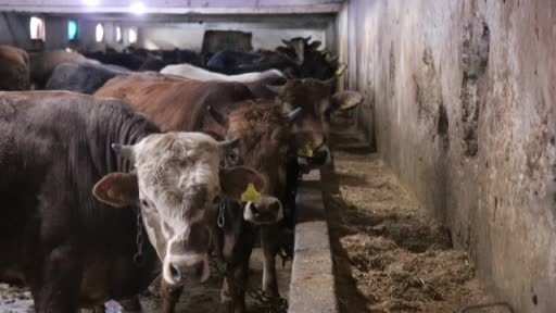 Şap alarmı hayvan pazarlarını kapattırdı: Yasağa uymayanlara 46 bin lira ceza kesilecek