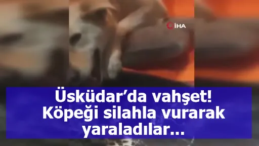 Üsküdar’da vahşet! Köpeği silahla vurarak yaraladılar...