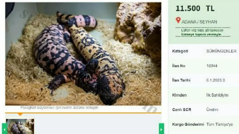 İnternetten yasa dışı 'Gila monster' satışı