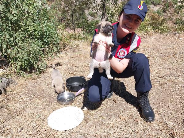 Jandarmanın çöplükte, kolilerde bulduğu 10 yavru köpek, barınağa teslim edildi
