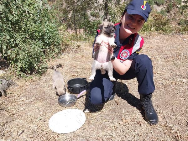 Jandarmanın çöplükte, kolilerde bulduğu 10 yavru köpek, barınağa teslim edildi
