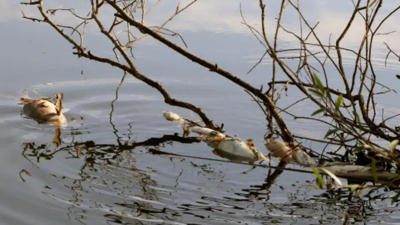 Ceyhan Nehri'ndeki balık ölümleri araştırılıyor