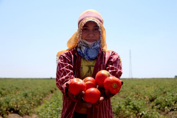 Adana’daki son mahsul domates, kilosu 3,5 liradan alıcı buldu