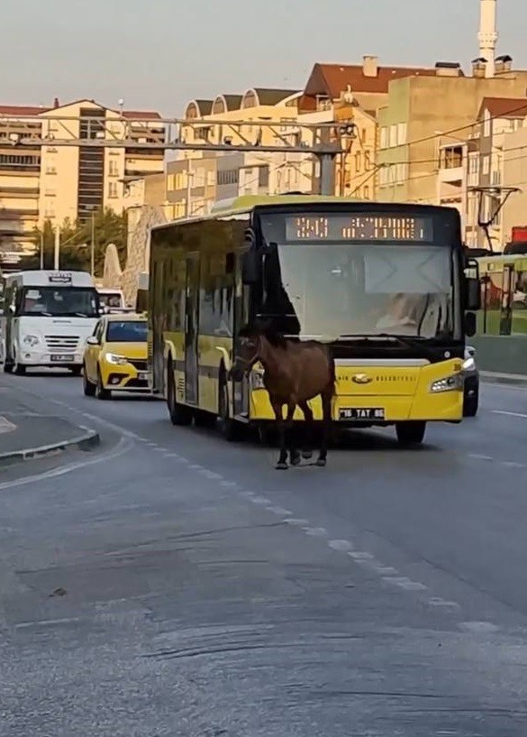 Bursa’da başıboş at trafiği aksattı
