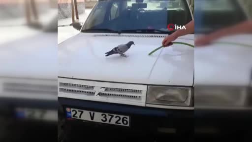 Sıcaktan bunalan güvercin hortumdan akan suyla serinledi