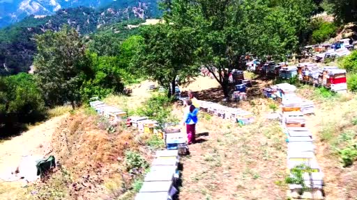 Şifa deposu kekik hem üreticisini hem de arıcıları sevindirdi