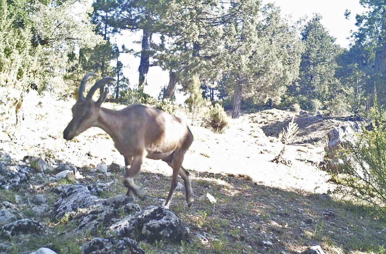 Yaban keçileri Burdur’a uyum sağladı