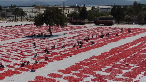 Torbalı’nın "kırmızı altınları" serildi