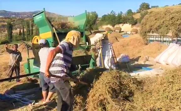 Dünyanın tescilli kekik bahçesi Denizli’de hasat devam ediyor