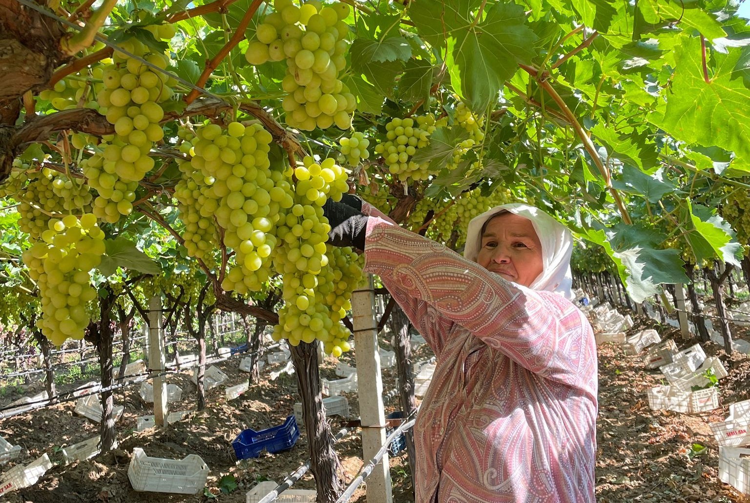 Sarıgöl’de erkenci üzüm hasadına başlandı