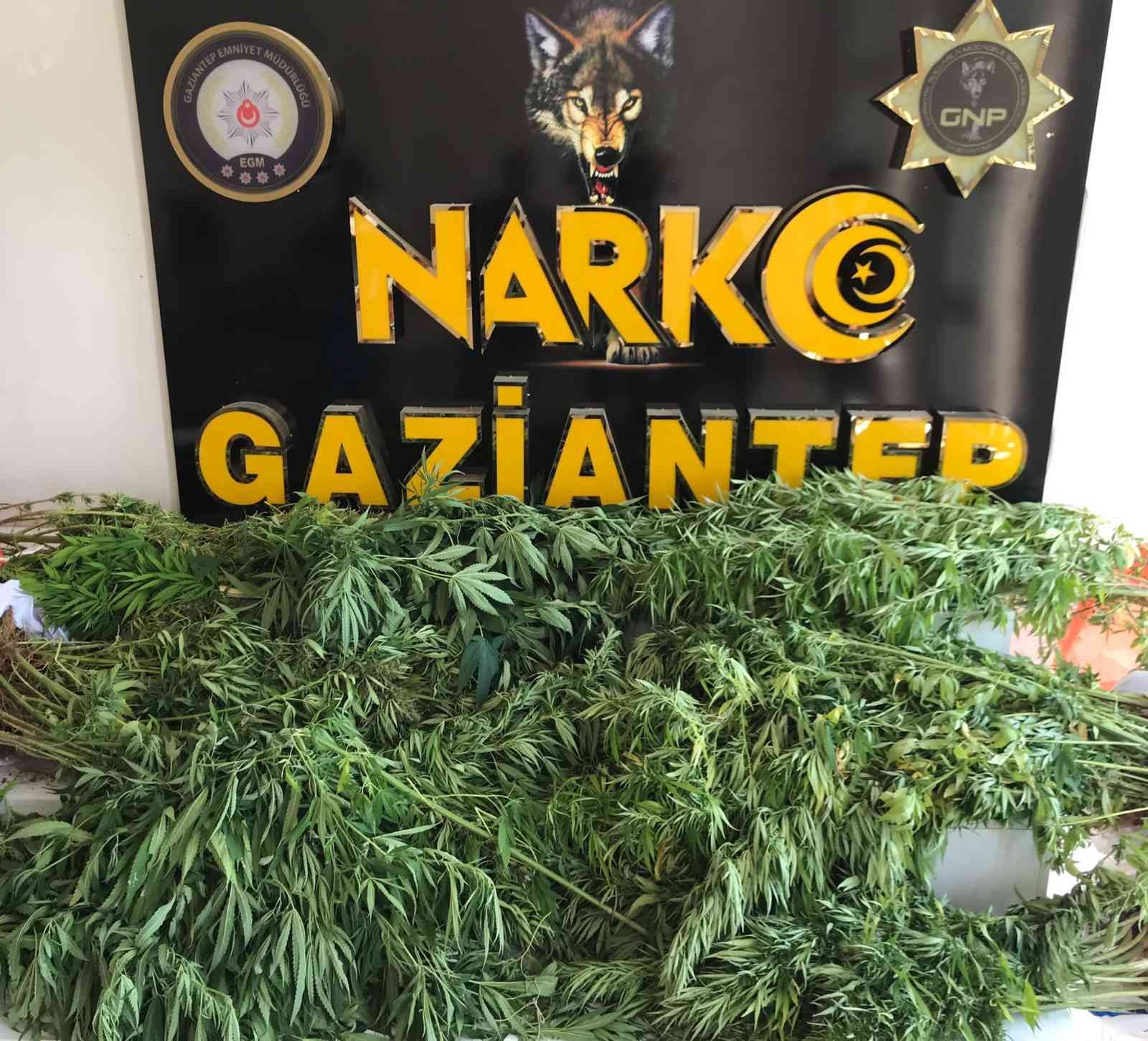 Gaziantep’te 267 kök kenevir ele geçirildi