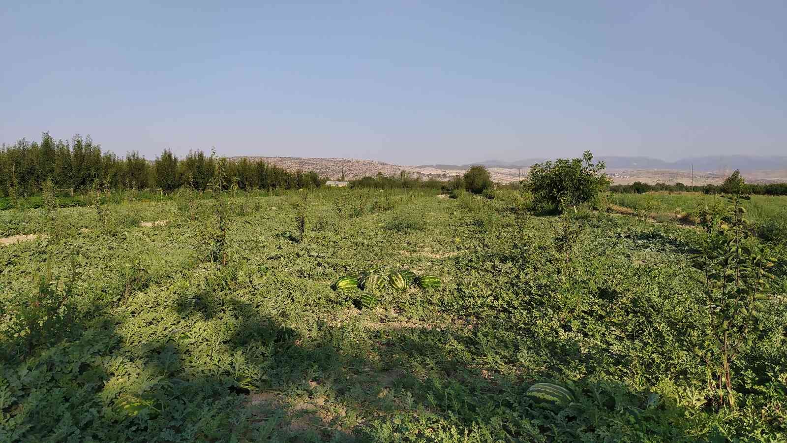 Korkuteli’de kooperatif karpuz alımına başladı