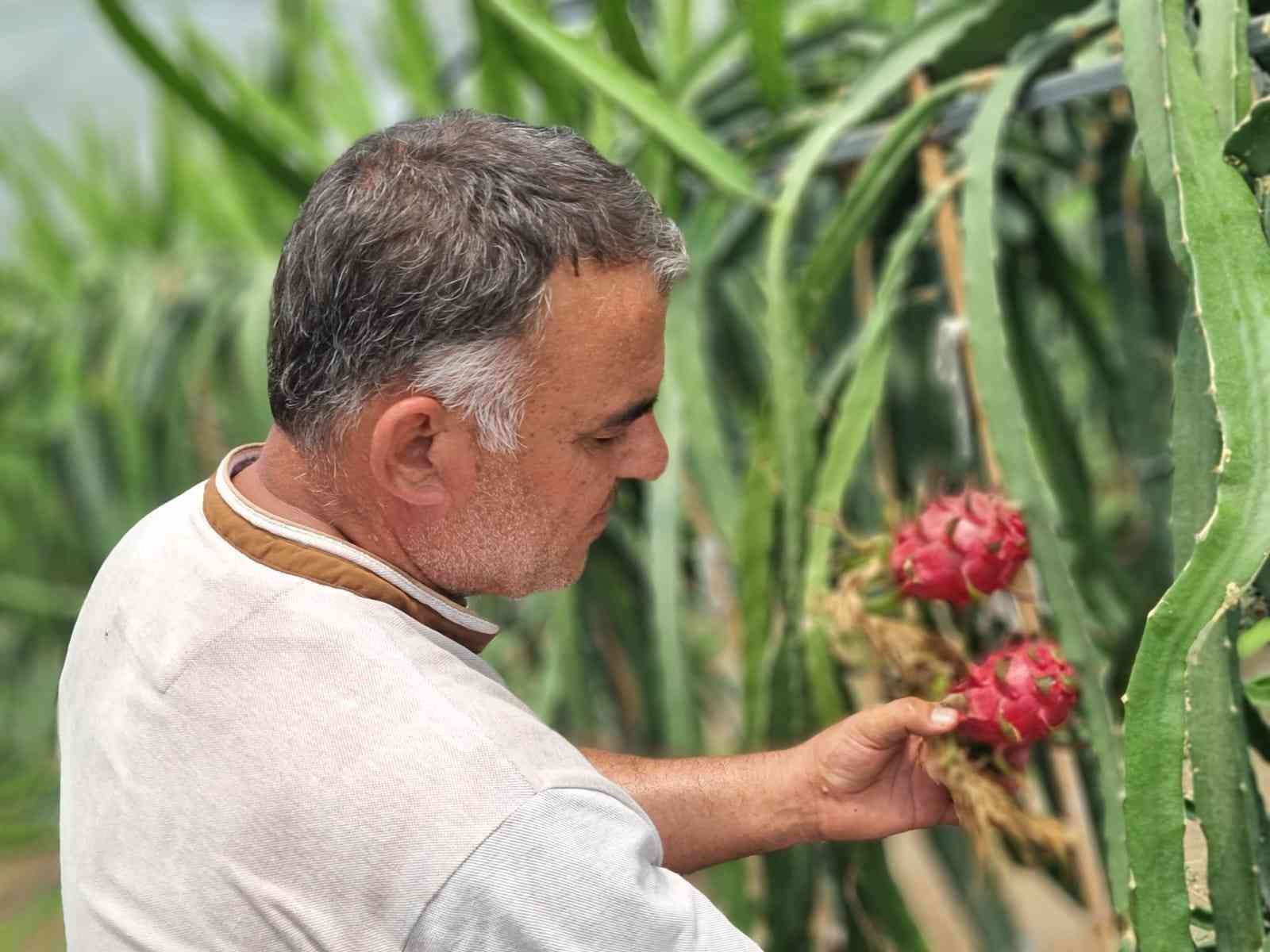 Ejder meyvesi üreticinin yüzünü güldürdü