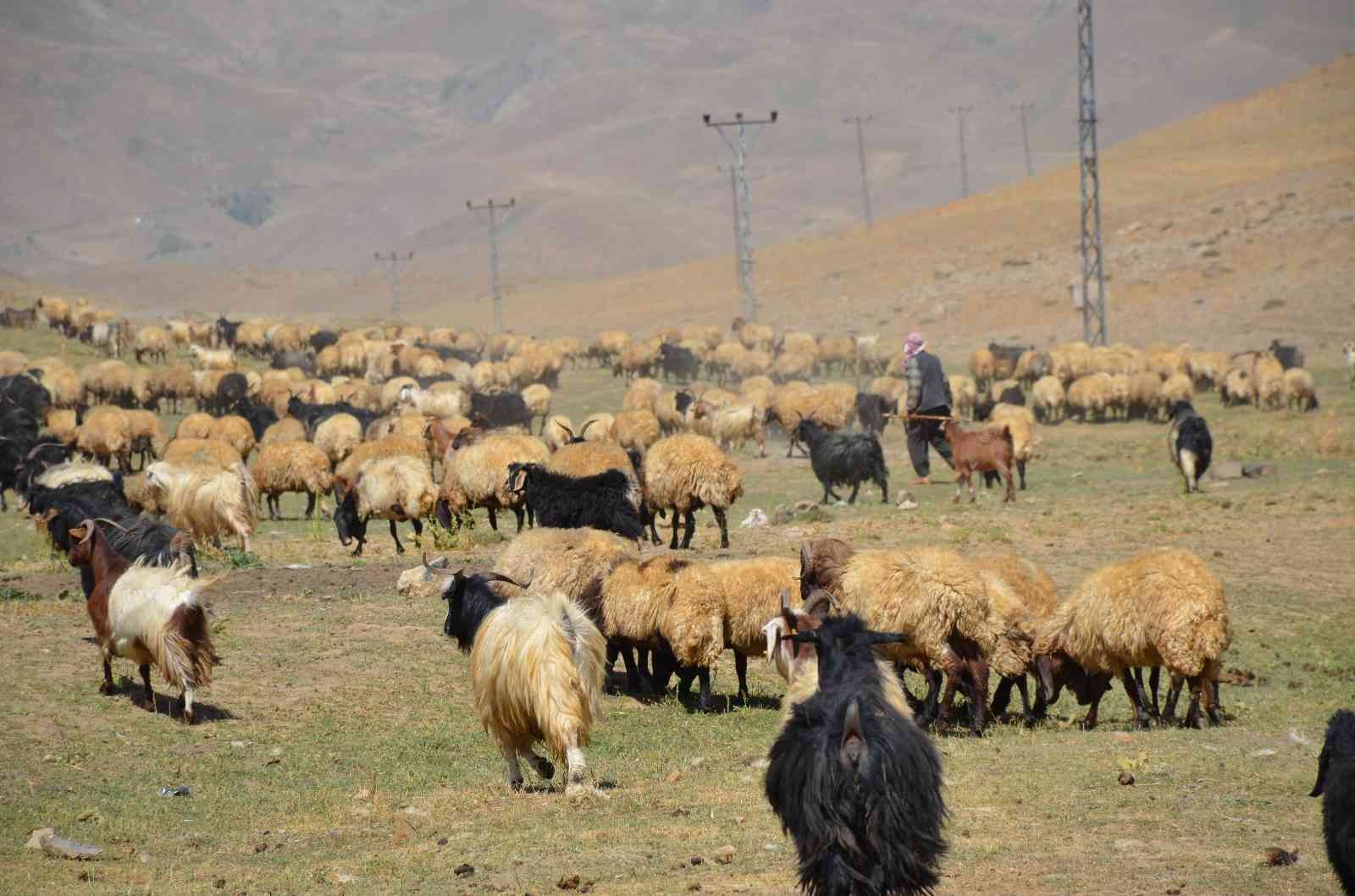 Şırnak’ta göçerler yayla yolunda