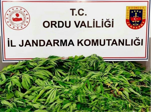 Ordu’da uyuşturucu ile mücadele çalışmaları sürüyor