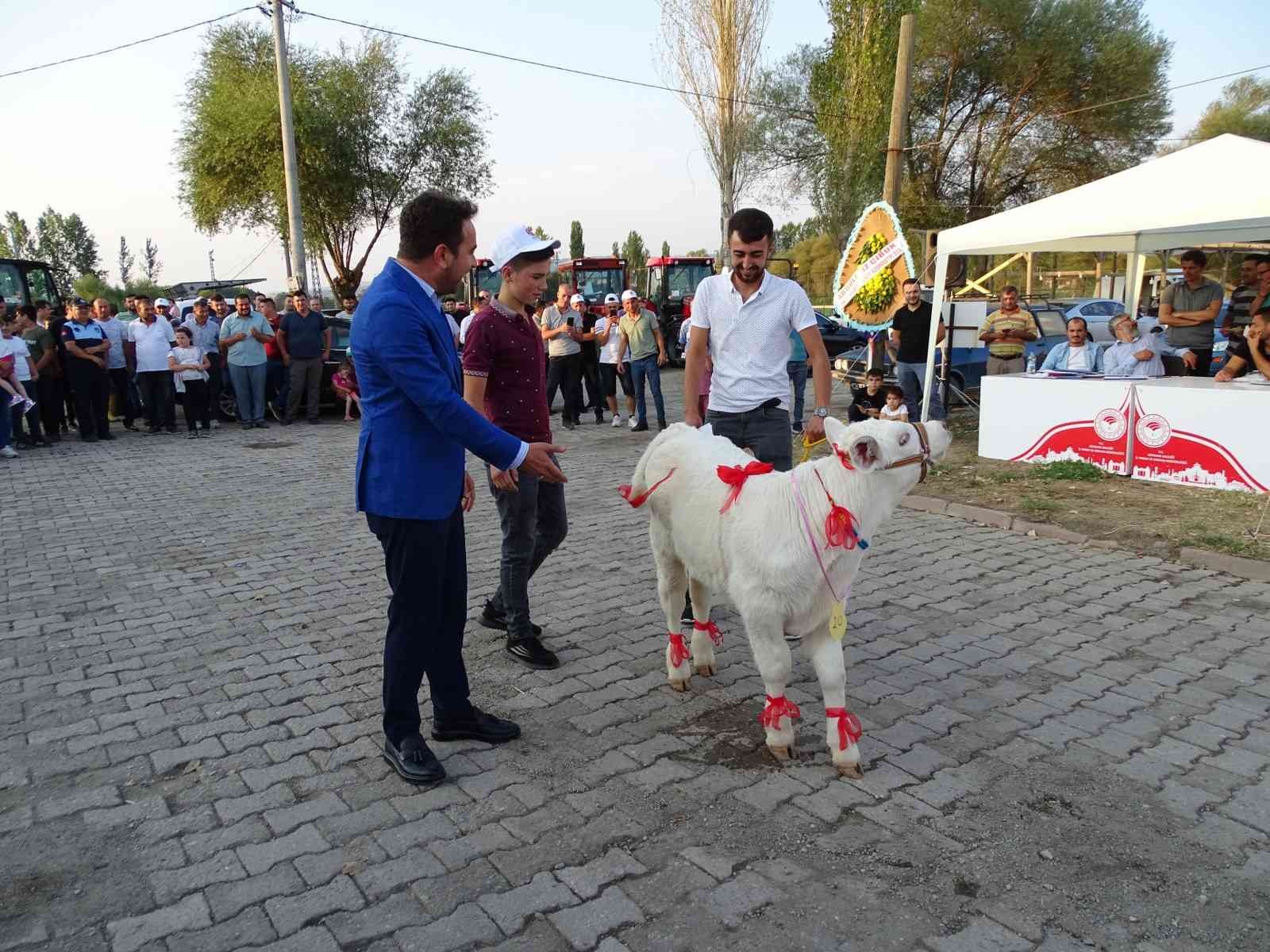 Hisarcık’ta “En güzel buzağı” yarışması