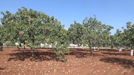 Kilis’te Antep fıstığı hasadı başladı