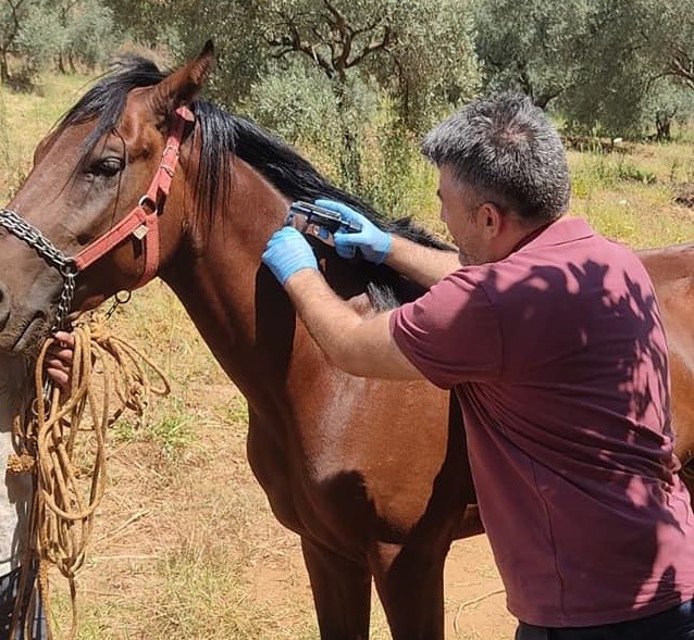 Karacasu’da rahvan atları kimliklendirildi