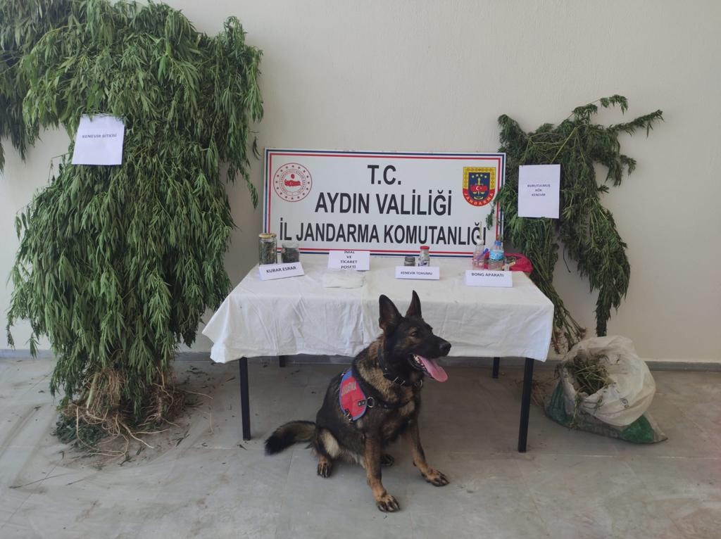 Aydın’da 1 haftada 7 uyuşturucu taciri tutuklandı