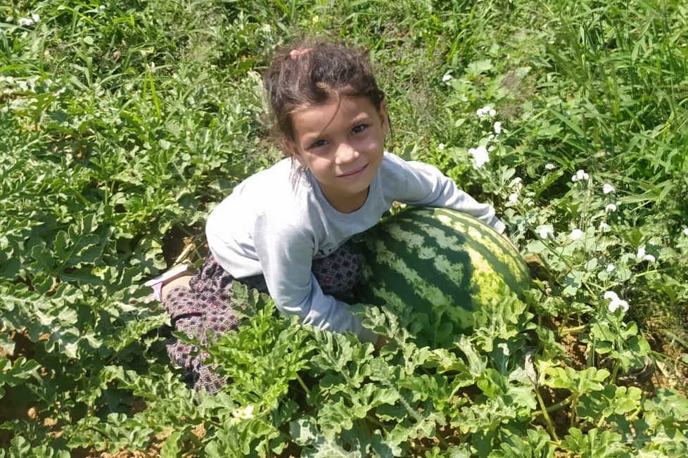 Sarıgöl’de kavun karpuz bereketi