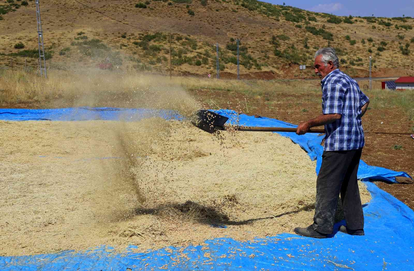 Bingöl’de bin dekar alanda nohut tarımı yapılıyor