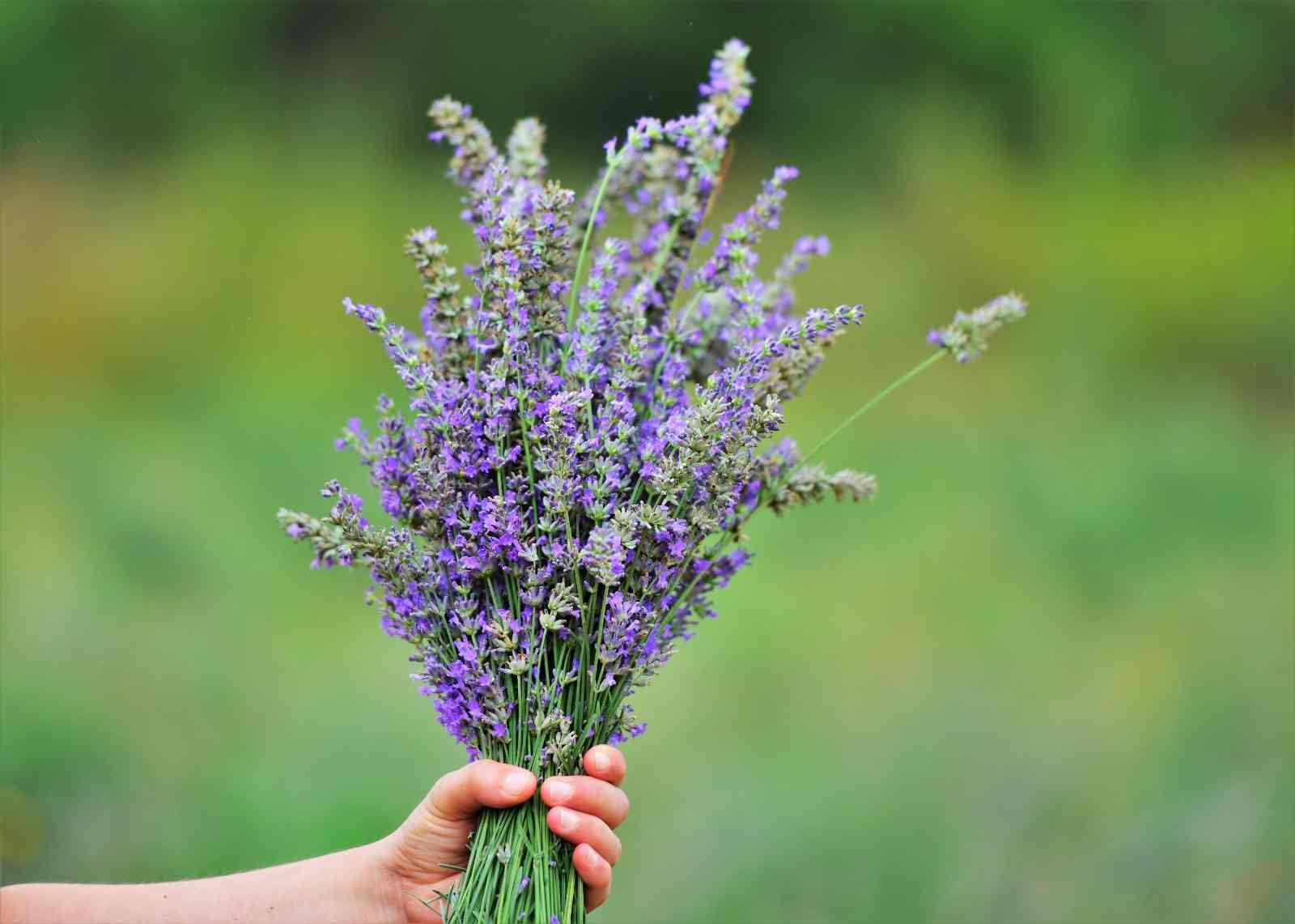 Çöplükten dönüştürülen tarlada ’lavanta’ hasadı