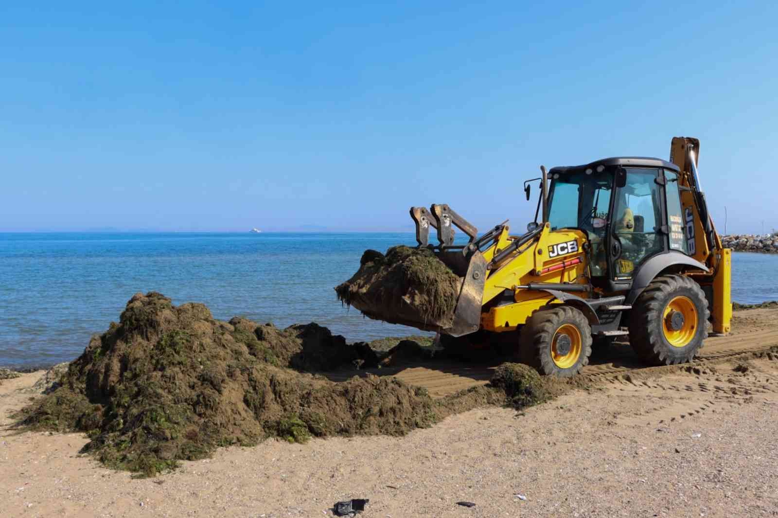 Yalova Belediyesinden sahillerde yosun temizliği