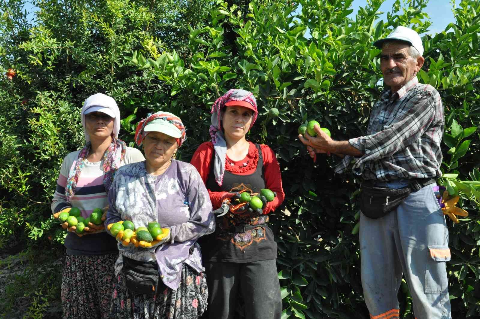 Lime cinsi limonda hasat başladı: Kilosu 50 lira