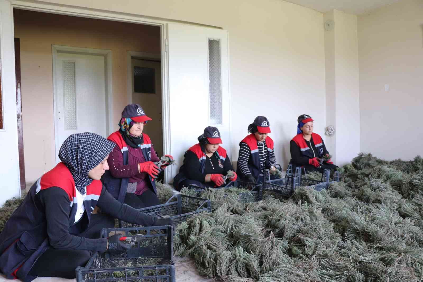 Düzce’de kekik hasadı başladı