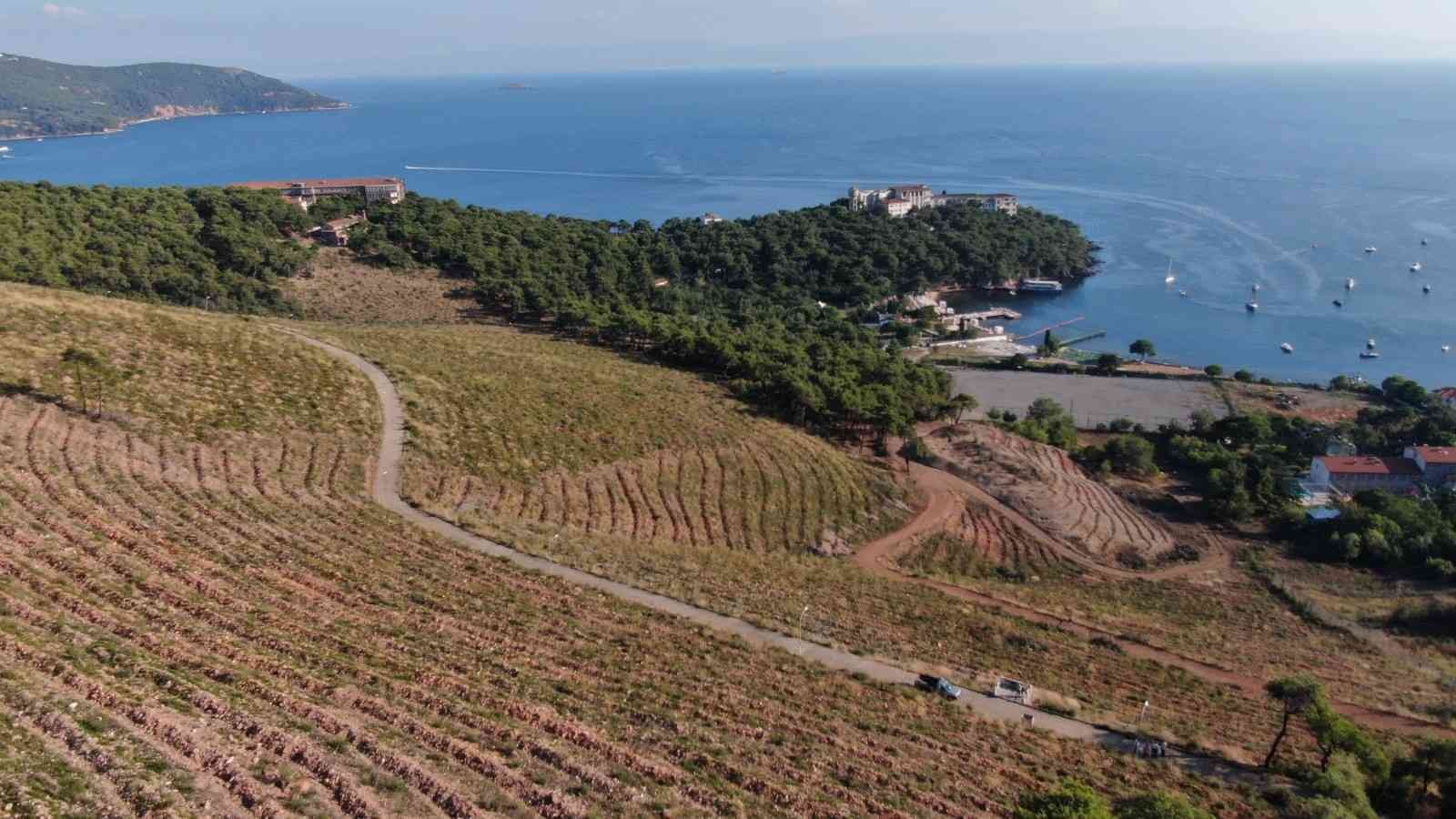 Heybeliada’da yanan ormanlık alan 1. yıl dönümünde eski yeşil görünümüne kavuşuyor